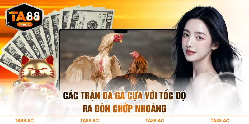 Các trận đá gà cựa với tốc độ ra đòn chớp nhoáng
